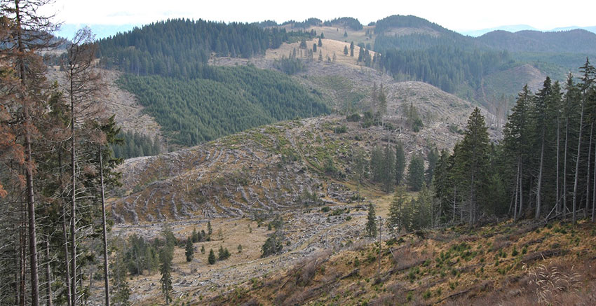 Iarna se numără copacii